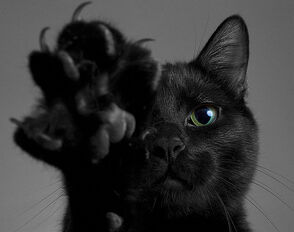 Black-cat-black-cats-cat-cat-claws-cat-paw-Favim