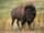 Studying American Bison