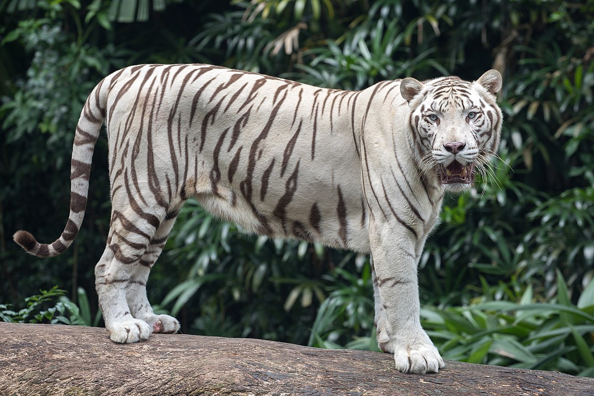 Snow Leopards 101  Nat Geo Wild 