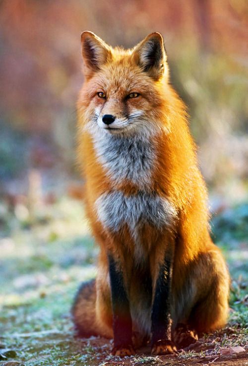 therian August fox лиса  Fox pictures, Cute fox, Red fox