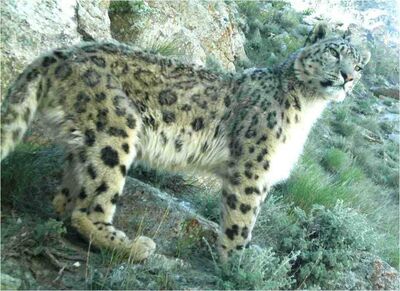 Endangered Snow Leopard Cubs Spotted in the Wild