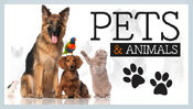 WFOR CBS4 News - Pets & Animals open from December 2016