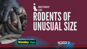 KQED 9 - Independent Lens: Rodents Of Unusual Size - Monday promo for January 14, 2019