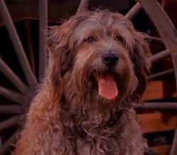 Sandy | Annie Wiki | Fandom Sandy | Annie Wiki | Fandom