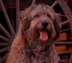 what kind of dog is sandy from annie