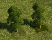 Mature Tree - variant 1