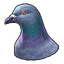 Pigeon