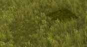Temperate Grove - variant 1