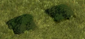 Mature Shrubbery