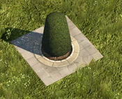 Tall Boxwood