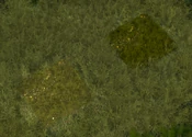 Grass