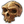 Icon Museum Neanderthaler 0.PNG