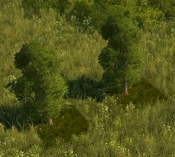 Temperate Grove - variant 16