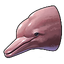 Pink River Dolphin