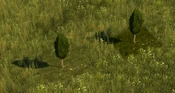 Tall Cypress - variant 2
