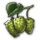 Hops