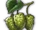 Hops