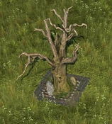Dread Tree