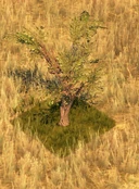 JuniperTreeScreenshot.png (250 KB) Juniper Tree