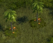 Palm Tree - variant 2