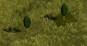 Tall Cypress - variant 3