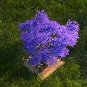 Jacaranda Tree - Variation 2