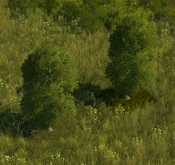 Temperate Grove - variant 7