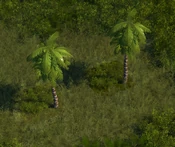 Tropical Forest - variant 10