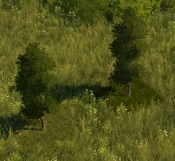 Temperate Grove - variant 12