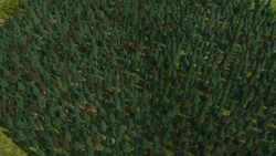 Tree Painters | Anno 1800 Wiki | Fandom