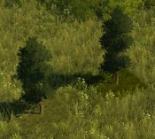 Temperate Grove - variant 13