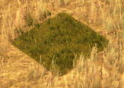 PatchofGrassScreenshot.png (148 KB) Patch of Grass
