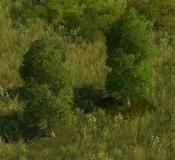 Temperate Grove - variant 3