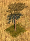 YoungSycamoreScreenshot.png (248 KB) Young Sycamore