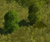 Temperate Grove - variant 15