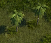 Tropical Forest - variant 9