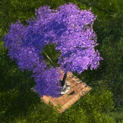 Jacaranda Tree - Variation 1