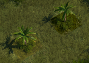 Small Palm Tree