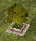 Enclosed Tree - variant 1