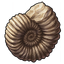 Ammonites