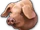 Pigs