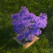 Jacaranda Tree - Variation 3