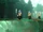Spruce Forestry