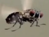 Fruitflies (Pet Peeve)