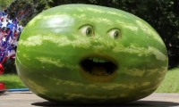 Watermelon screaming