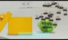 FruitFliesLime