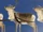 Reindeer