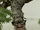 Bonsai Tree