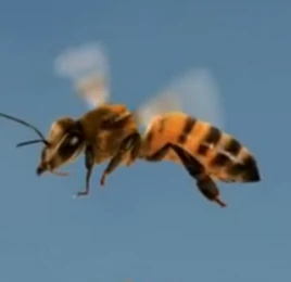 Bee
