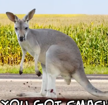 funny kangaroo meme